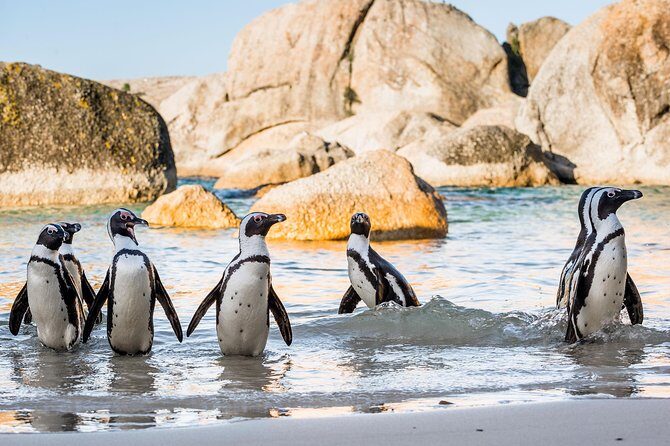 Private Tour: Cape of Good Hope and Cape Point from Cape Town - Boulders Beach penguin colony: the highlight you’ll remember