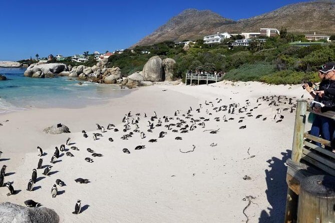 Private Tour Of Penguins, Cape Of Good Hope & Peninsula. - Simon’s Town quick photo stop: Jubilee Square and Just Nuisance