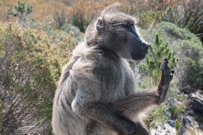 Private Tour Of Penguins, Cape Of Good Hope & Peninsula. - Cape of Good Hope: fynbos, off-road viewpoints, and Cape Point timing