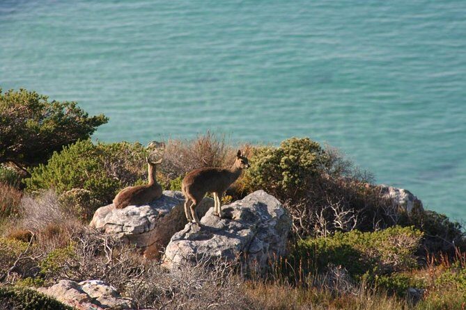 Private Tour Of Penguins, Cape Of Good Hope & Peninsula. - Noordhoek Farm Village: local-style breaks that don’t feel touristy