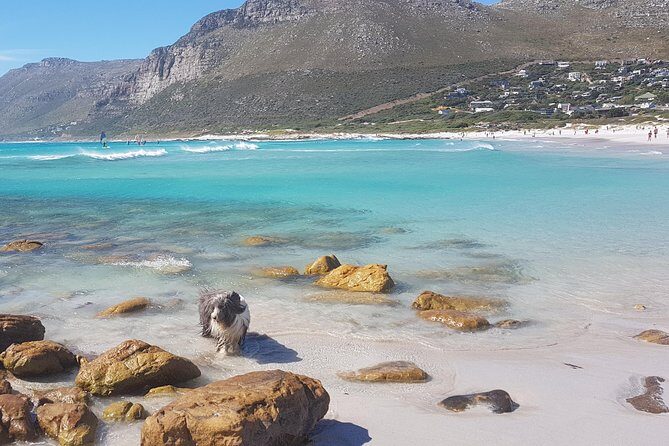 Private Tour Of Penguins, Cape Of Good Hope & Peninsula. - Muizenberg Beach and the Shark Spotter view: quick but scenic