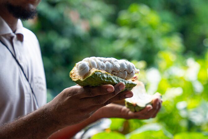 Project Chocolat Tree to Bar Tour at Hotel Chocolat Saint Lucia - Key points before you go
