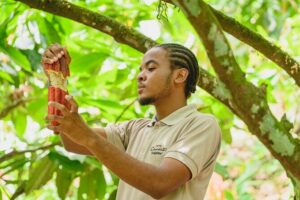 Project Chocolat Tree to Bar Tour at Hotel Chocolat Saint Lucia - The cacao grove walk: more than a stroll in the greenery