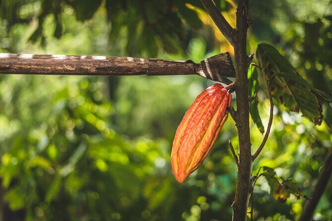 Project Chocolat Tree to Bar Tour at Hotel Chocolat Saint Lucia - Price check: is $124 per person good value?