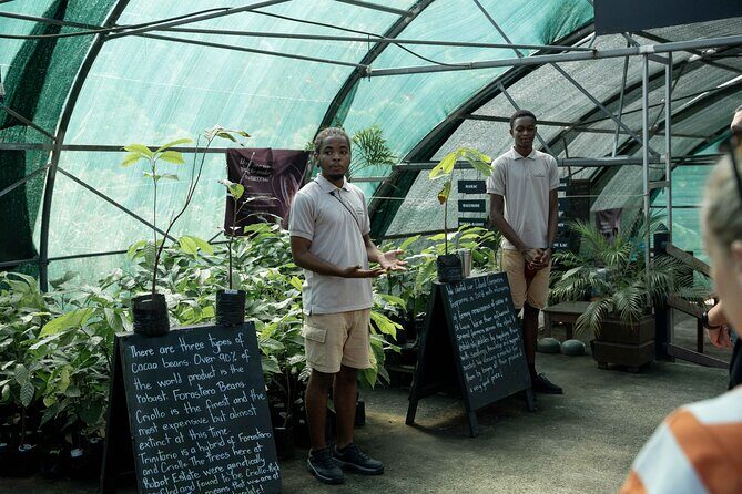 Project Chocolat Tree to Bar Tour at Hotel Chocolat Saint Lucia - Who should book this tree-to-bar tour