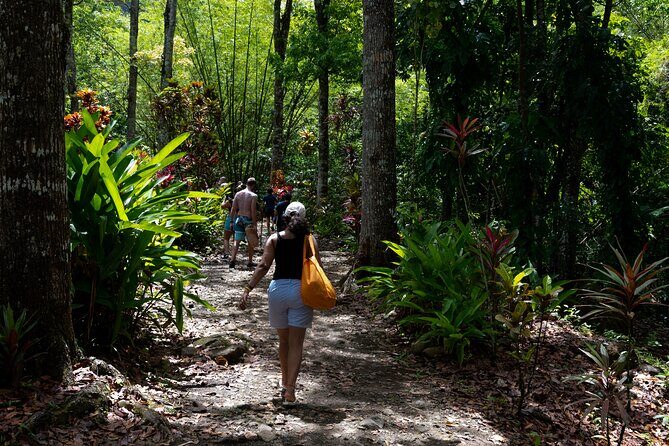 Rainforest Hike and Waterfall Safari - Rainforest Trail to the Waterfall: What the Hike Really Feels Like