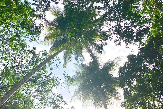 Rainforest Hike and Waterfall Safari - Wildlife Spotting and Guide Personality: The Part You Can’t Recreate on Your Own