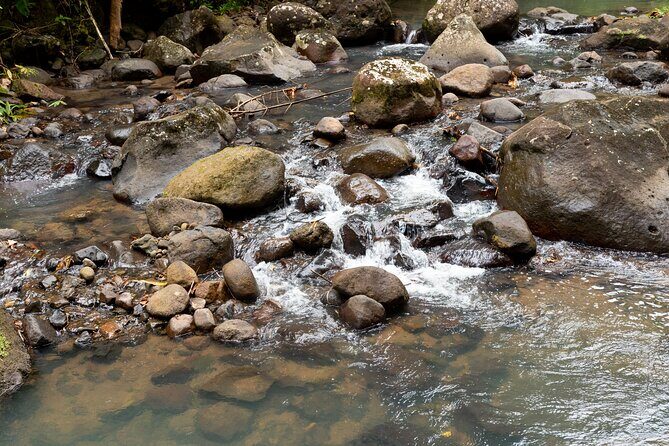 Rainforest Hike and Waterfall Safari - Price and Value: Is $66.67 Worth It?