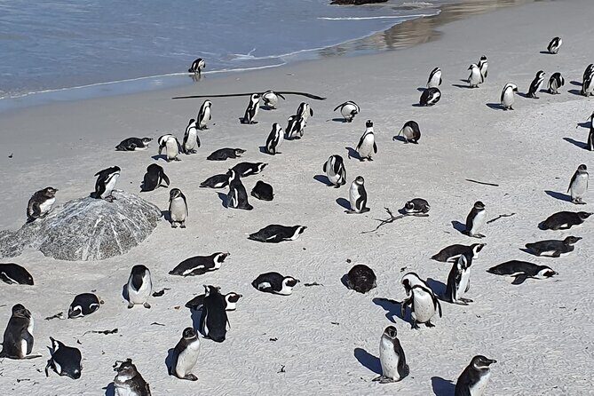 Seal Island,Cape of Good Hope&Penguins Shared Tour,From Cape Town - Bo-Kaap and Camps Bay: the quick photo hits with real cultural context