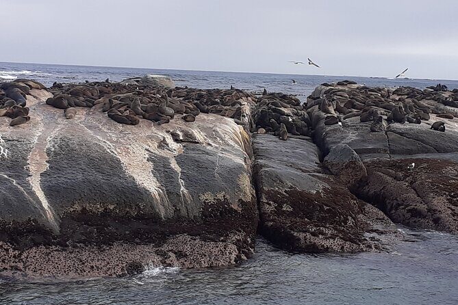 Seal Island,Cape of Good Hope&Penguins Shared Tour,From Cape Town - Simon’s Town lunch break and the Muizenberg huts on the way back