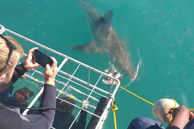 Shark Cage Diving - Animal care and safety: no chumming, and it shows in the approach