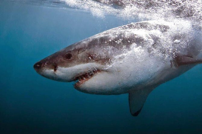 Shark Cage Diving - Adventure Meets Conservation! - Gansbaai Shark Cage: a serious, safety-first way to see great whites