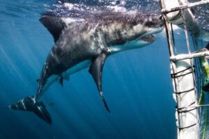 Shark Cage Diving - Adventure Meets Conservation! - The floating cage routine: how the turns actually feel