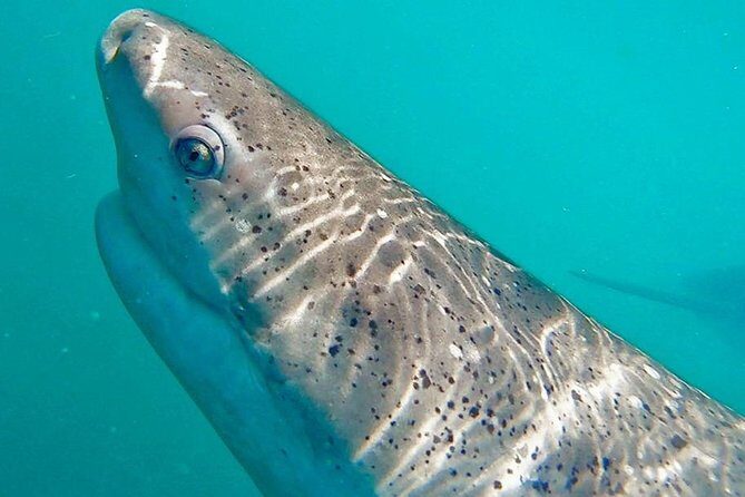 Shark Cage Diving - Adventure Meets Conservation! - What you might see: great whites, bronze whalers, and surprise marine life