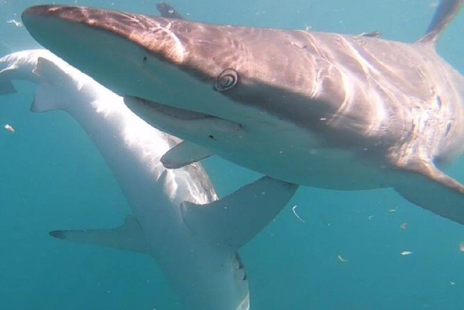 Shark Cage Diving - Adventure Meets Conservation! - Price and transfers from Cape Town: what $143.78 really means