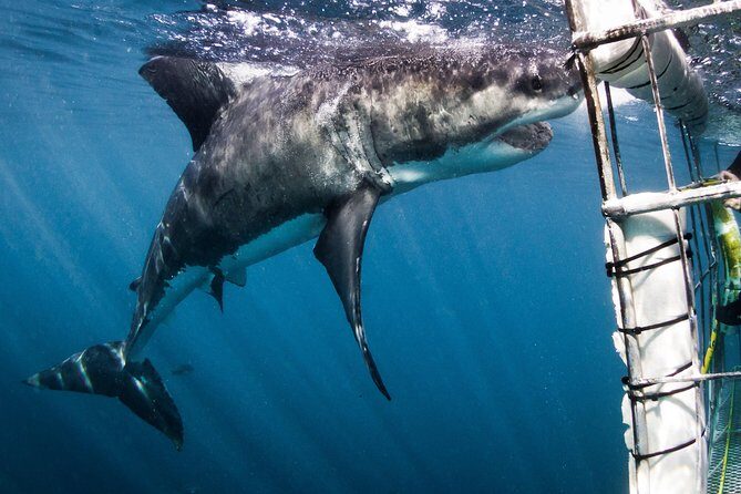 Shark Cage Diving - Adventure Meets Conservation! - The floating cage routine: how the turns actually feel