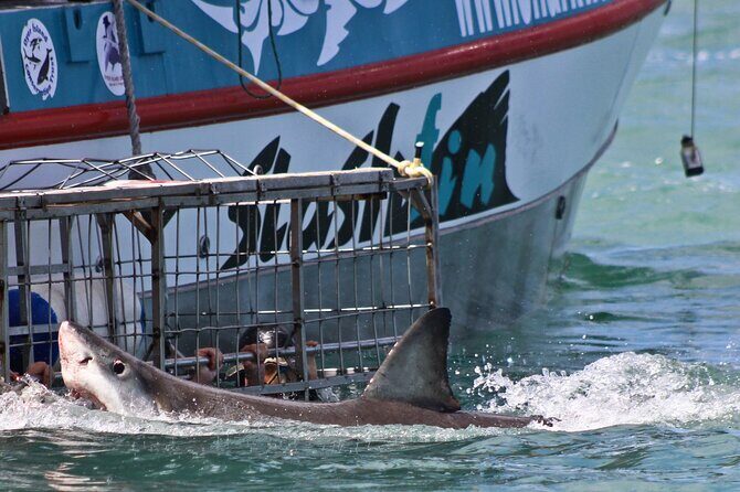 Shark Cage Diving and Viewing with transport from Cape Town - Time in the cage: what your view is like in murky South Atlantic water