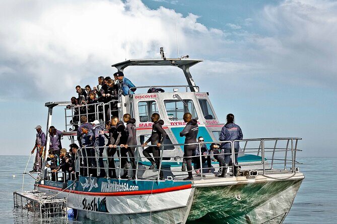 Shark Cage Diving and Viewing with transport from Cape Town - Chance of seeing great whites: how wild sightings change the outcome