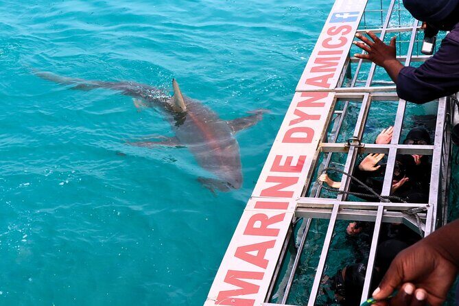 Shark Cage Diving and Viewing with transport from Cape Town - The boat ride out to Dyer Island and how the cage is set up