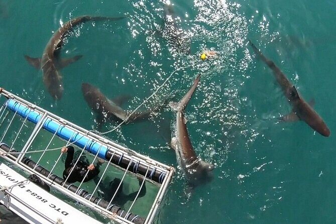 Shark Explorers - From Simon’s Town to False Bay: How the 4 Hours Actually Plays Out