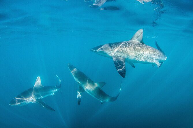 Shark Explorers - Gear, Briefing, and Comfort: What You Get Before You’re in the Cage