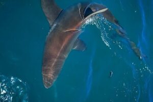 Shark Explorers - False Bay’s Real Game Plan: Who You’re Looking For