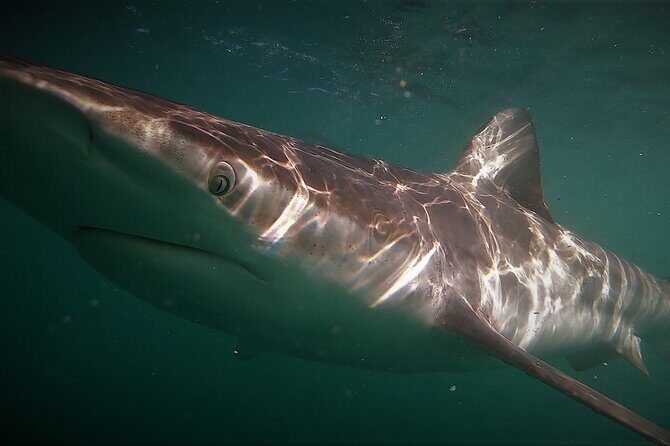 Shark Explorers - The Boat Ride: Small Details That Matter on a Longish Day