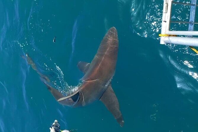 Shark Explorers - Snacks, Towels, and Warm Showers: The Comfort That Extends Your Good Mood