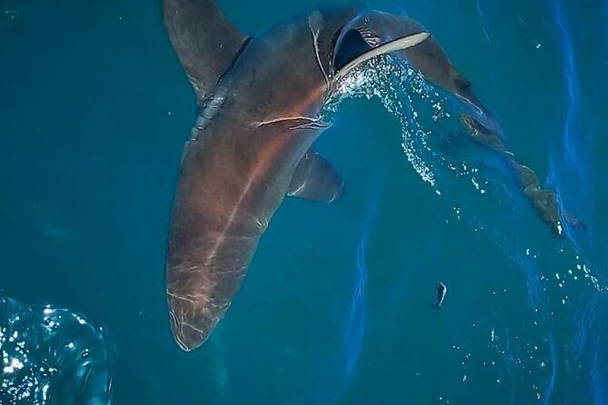 Shark Explorers - False Bay’s Real Game Plan: Who You’re Looking For