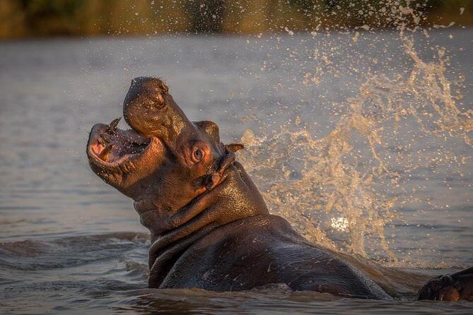 Shoreline Hippo and Crocodile Boat Cruises, iSimangaliso Wetland Park - Duration and pacing: how to fit a two-hour cruise into your day