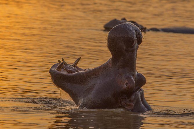 Shoreline Hippo and Crocodile Boat Cruises, iSimangaliso Wetland Park - Price and value: what $23.01 buys you in real terms