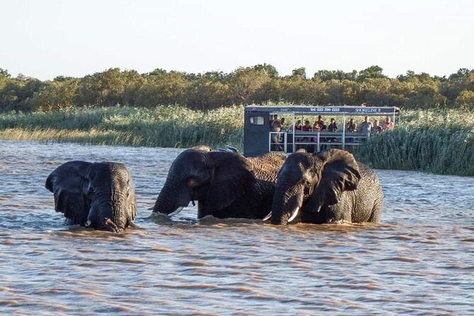 Shoreline Hippo and Crocodile Boat Cruises, iSimangaliso Wetland Park - Who this cruise is best for