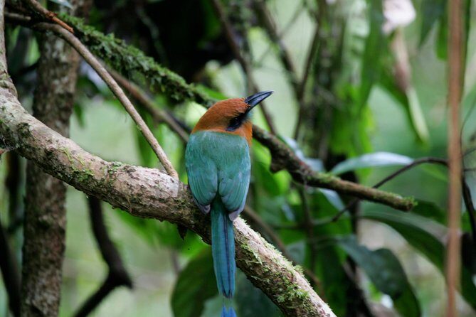 St. Lucia Aerial Tram Tour at Rainforest Adventures - Before You Go: What to Pack and How to Time It