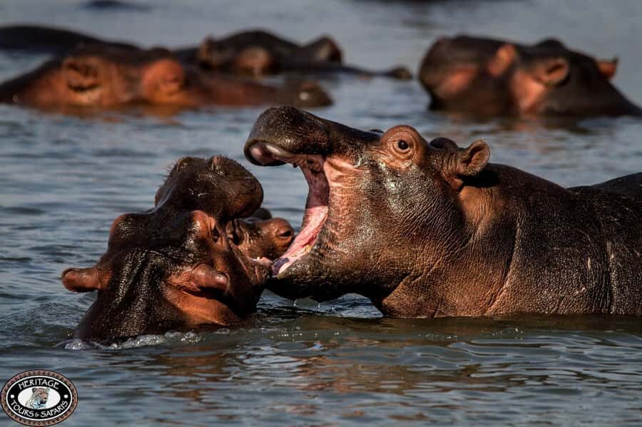 St Lucia: Hippo and Crocodile Cruise on a 15-Seat Vessel - The hippo viewing part: how the cruise creates close encounters