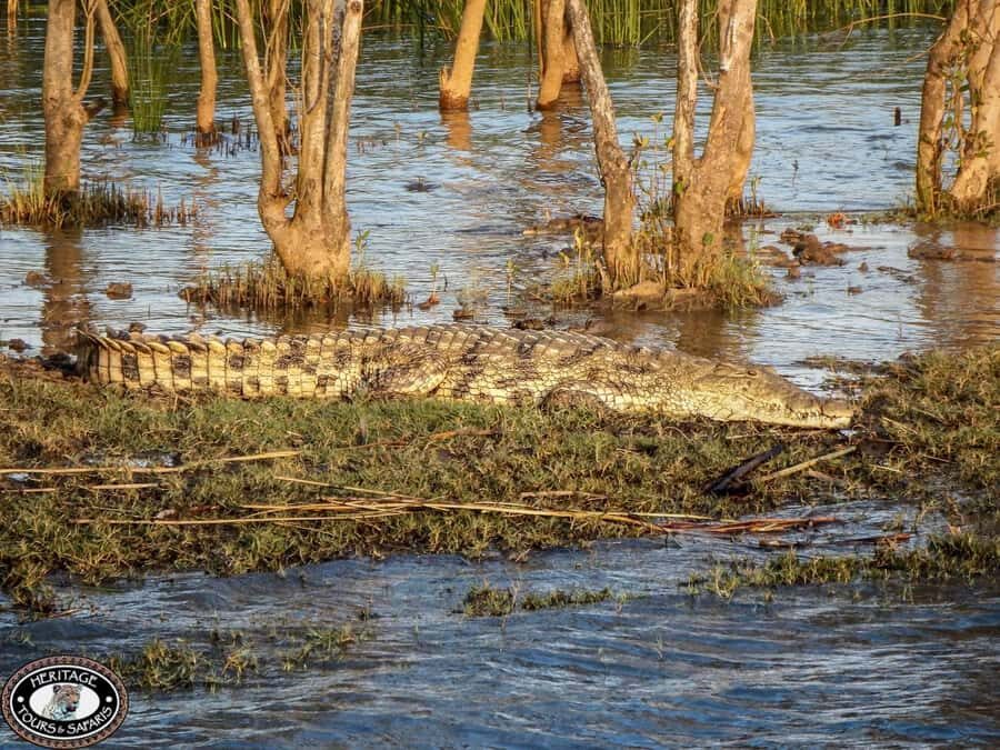 St Lucia: Hippo and Crocodile Cruise on a 15-Seat Vessel - Crocodiles and bird life: the “bonus wildlife” factor