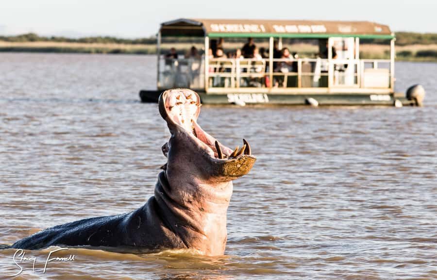 St Lucia: Hippo and Crocodile Cruise on a 15-Seat Vessel - Boarding at Siyabonga Jetty: How to plan your 2-hour cruise