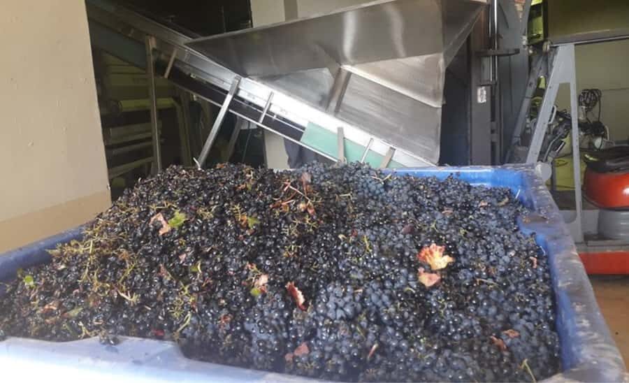 Stellenbosch: Half-Day Wine Tour - Who this tour fits best (and who should pick something else)