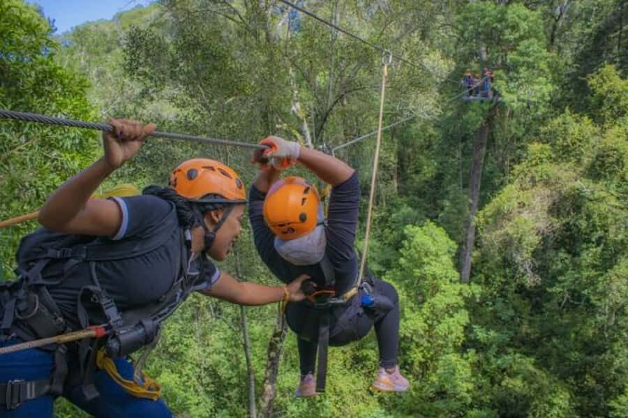 Storms River: Tsitsikamma National Park Zipline Canopy Tour - The forest education you actually remember: birds, ferns, and yellowwoods