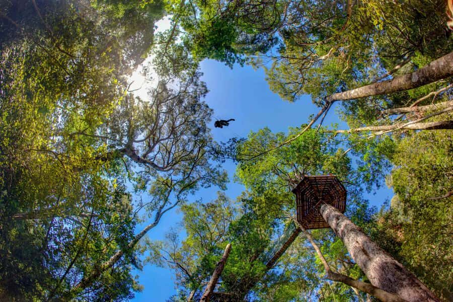 Storms River: Tsitsikamma National Park Zipline Canopy Tour - Safety gear and guide coaching: how the tour keeps you in control