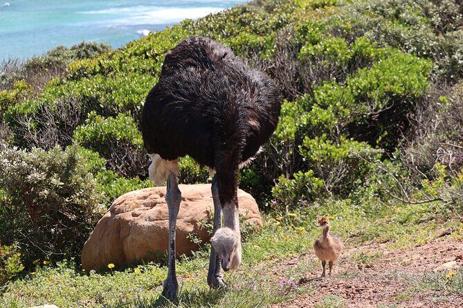 Supersaver: Cape of Good Hope and Cape Point Day Tour from Cape Town - Getting In The Air-Conditioned Van (And Why It Matters Here)
