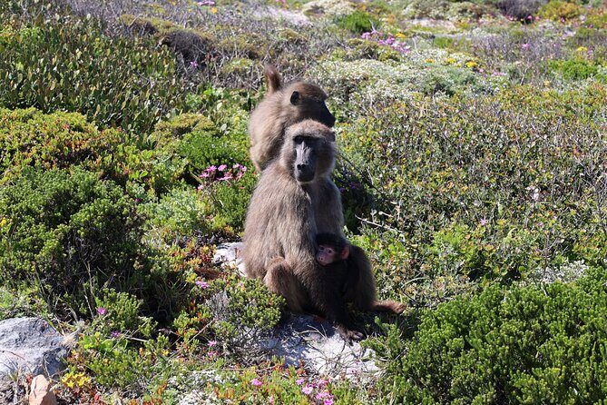 Supersaver: Cape of Good Hope and Cape Point Day Tour from Cape Town - Cape of Good Hope And Cape Point: Two Ways To See The Same Big Idea