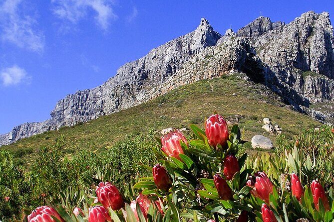 Table Mountain and Cape Town City Half-Day Trip - Bo-Kaap on Signal Hill: where Cape Malay history becomes personal