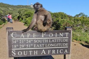 Table Mountain, Penguins & Cape Point Small Group Tour Cape Town - Pickup, Water, and What You Actually Get for the Money