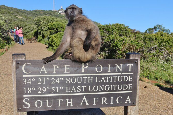 Table Mountain, Penguins & Cape Point Small Group Tour Cape Town - Pickup, Water, and What You Actually Get for the Money