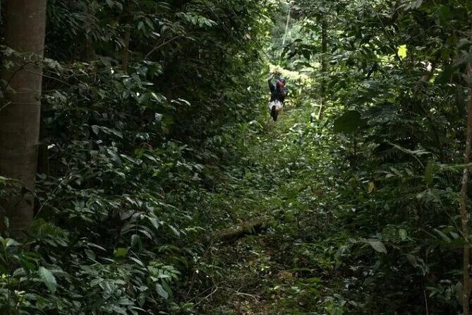 Treetop Adventure Park Canopy Tour - Guides and phone videos: the action you don’t have to manage