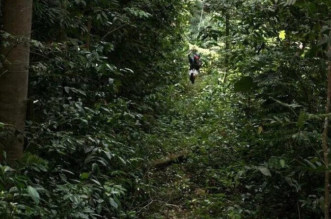 Treetop Adventure Park Canopy Tour - How much is it worth at about $101.54?