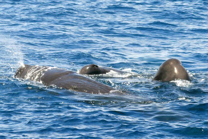Whale and Dolphin Watching Cruise in St Lucia - Key things to know before you go