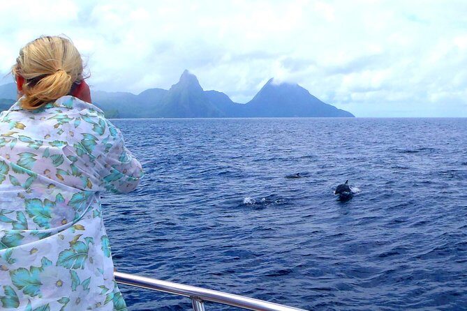 Whale and Dolphin Watching Cruise in St Lucia - The marine expert on board: how education improves your spotting