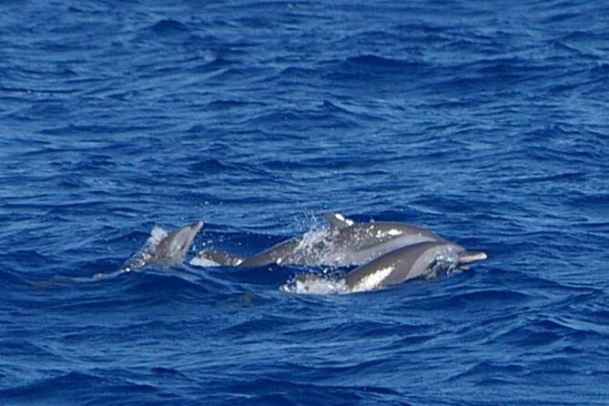 Whale and Dolphin Watching Cruise in St Lucia - Comfort on the water: drinks, shade, and motion