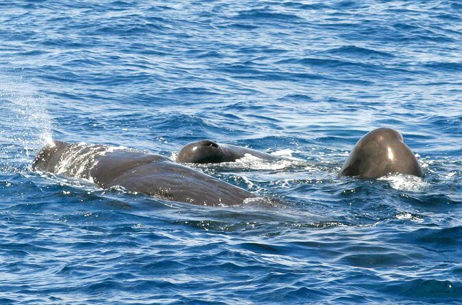 Whale and Dolphin Watching Cruise in St Lucia - Mid-cruise scenery: St Lucia’s coastline as a bonus